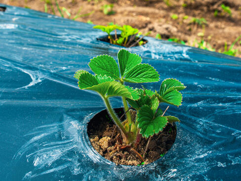 バイオプラスチック複合材料 - どこで使うべきか？
