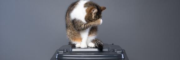 猫砂から出る砂の量を大幅に削減 - 調査によると、ドイツ人の過半数が植物性猫砂への切り替えに賛成