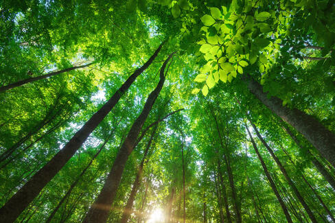 自然に魅せられた植物繊維技術