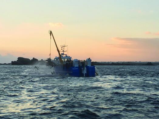 アルギン酸製品の代替供給源