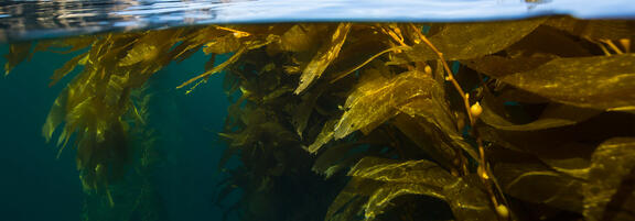 JRSグループ、Algaia SA買収で海藻原料事業を強化